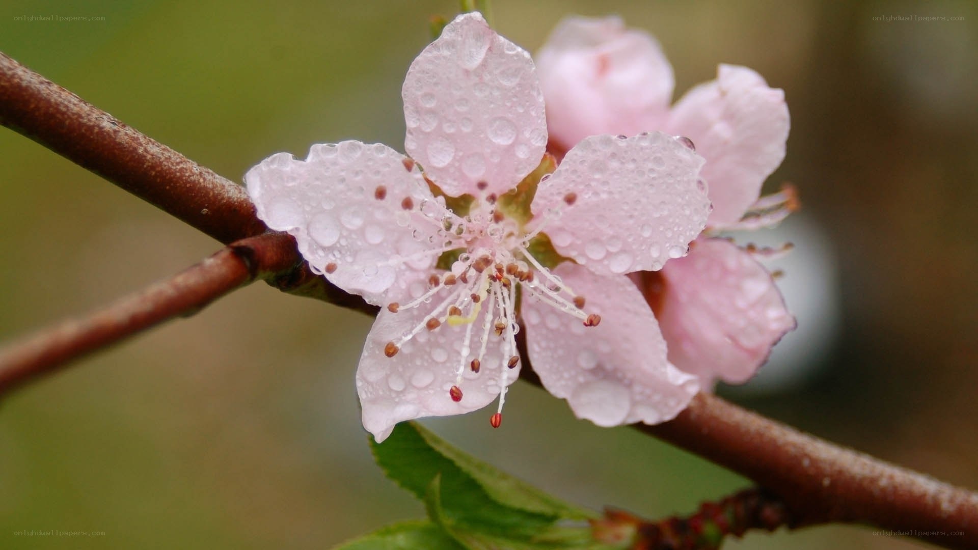 Pink flower with water droplets