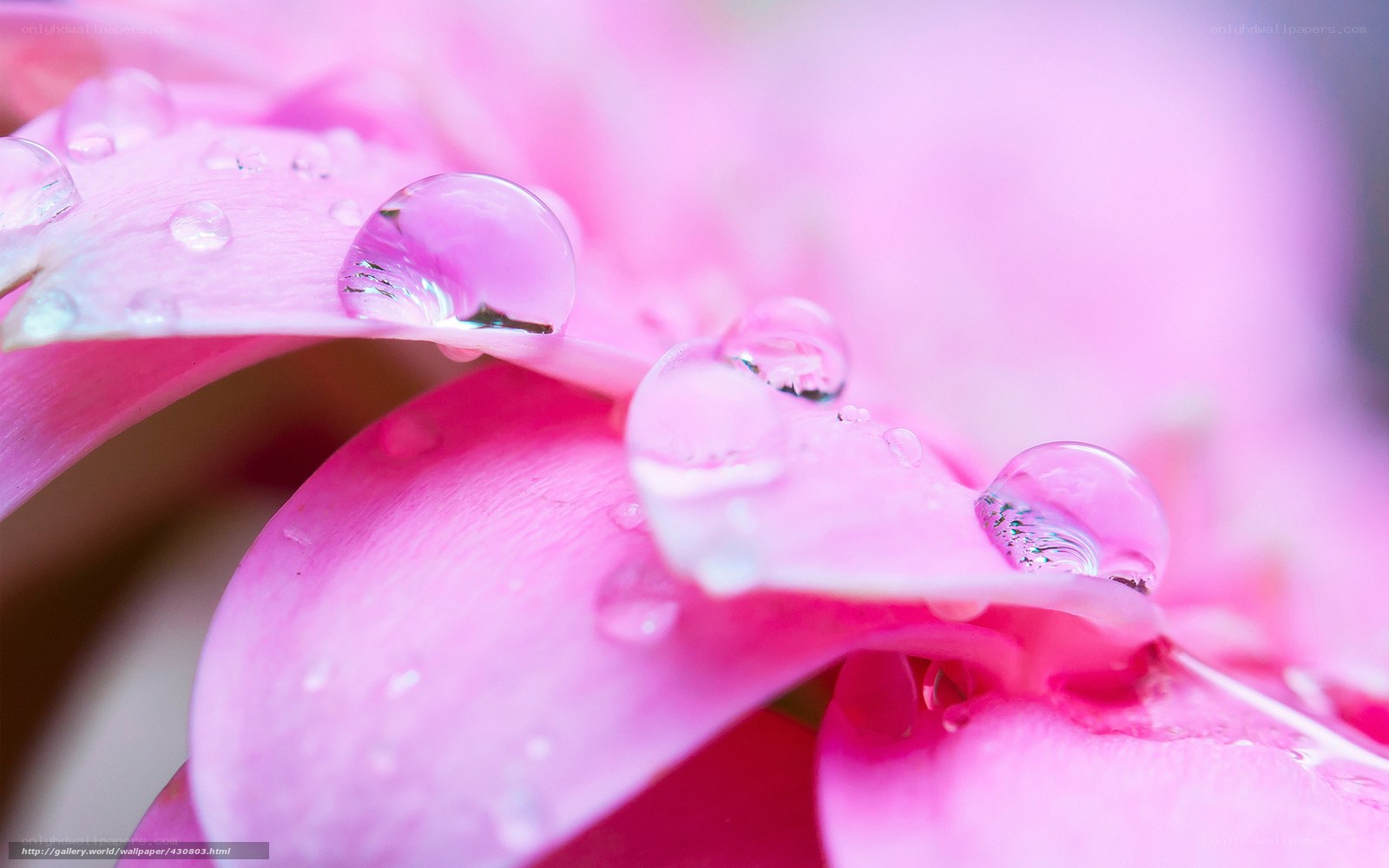 Pink flower with water droplets