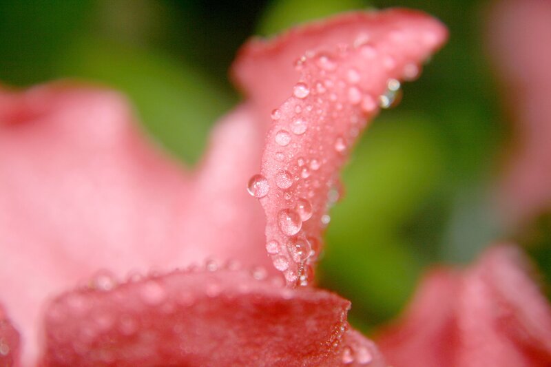 Pink flower with water droplets