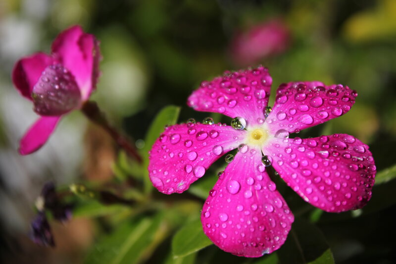 Pink flower with water droplets