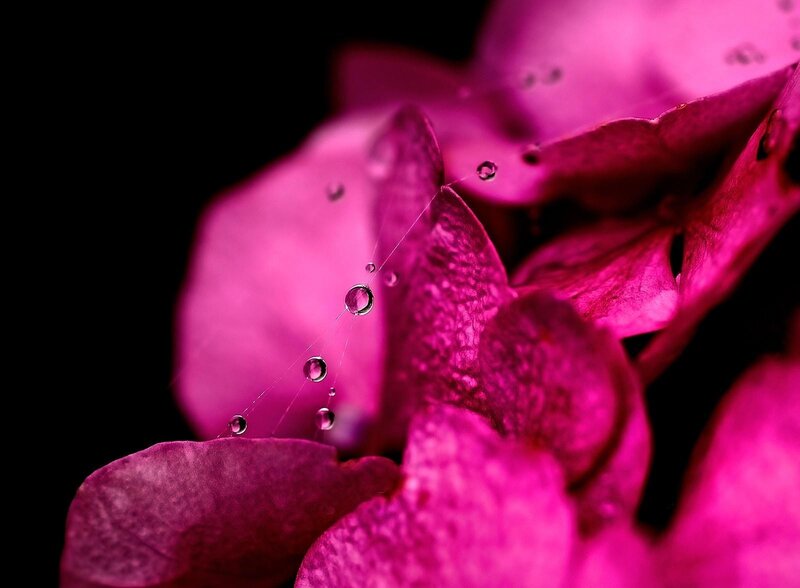 Pink flower with water droplets