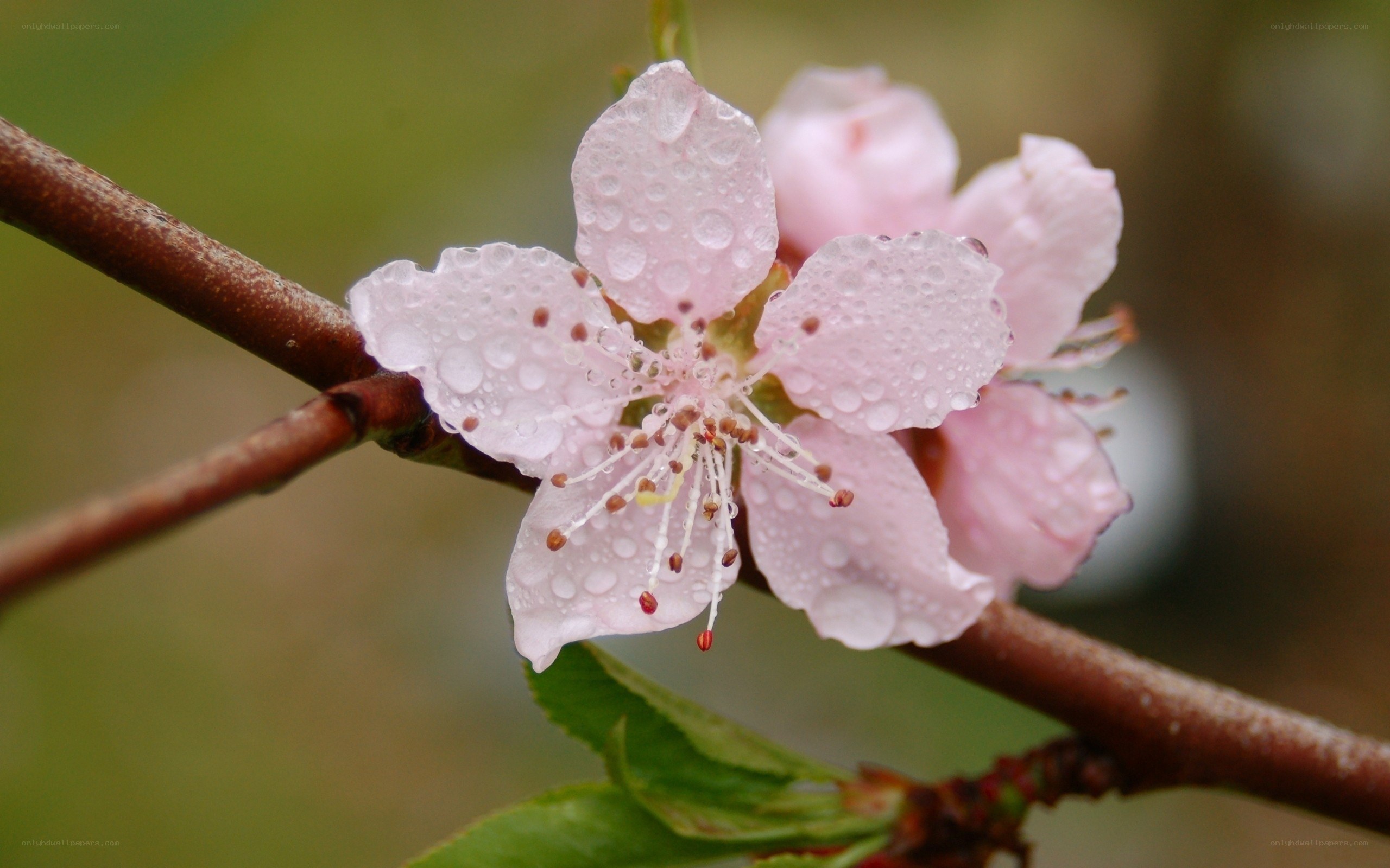 Pink flower with water droplets