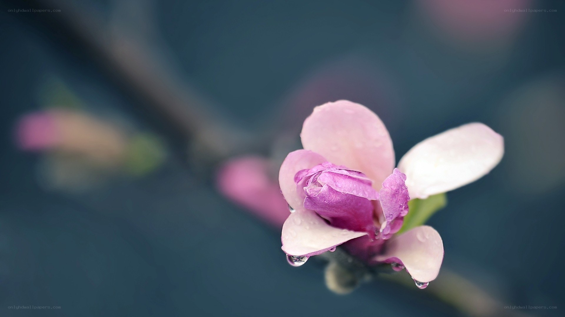 Pink flower with water droplets