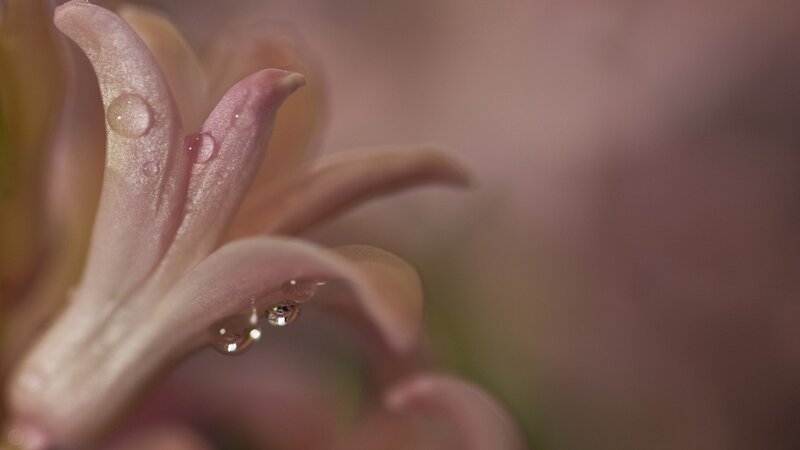Pink flower with water droplets