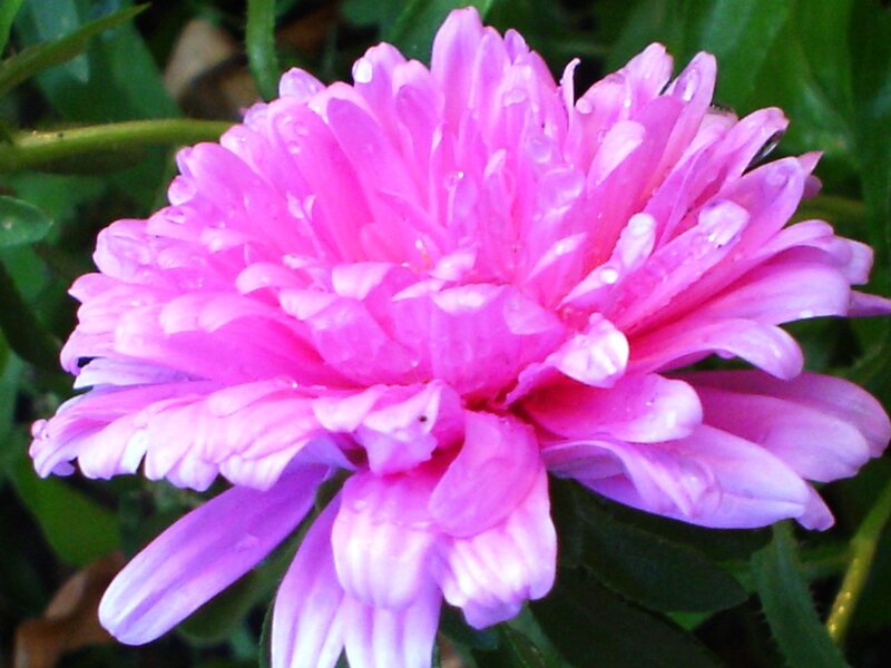 Pink flower with water droplets