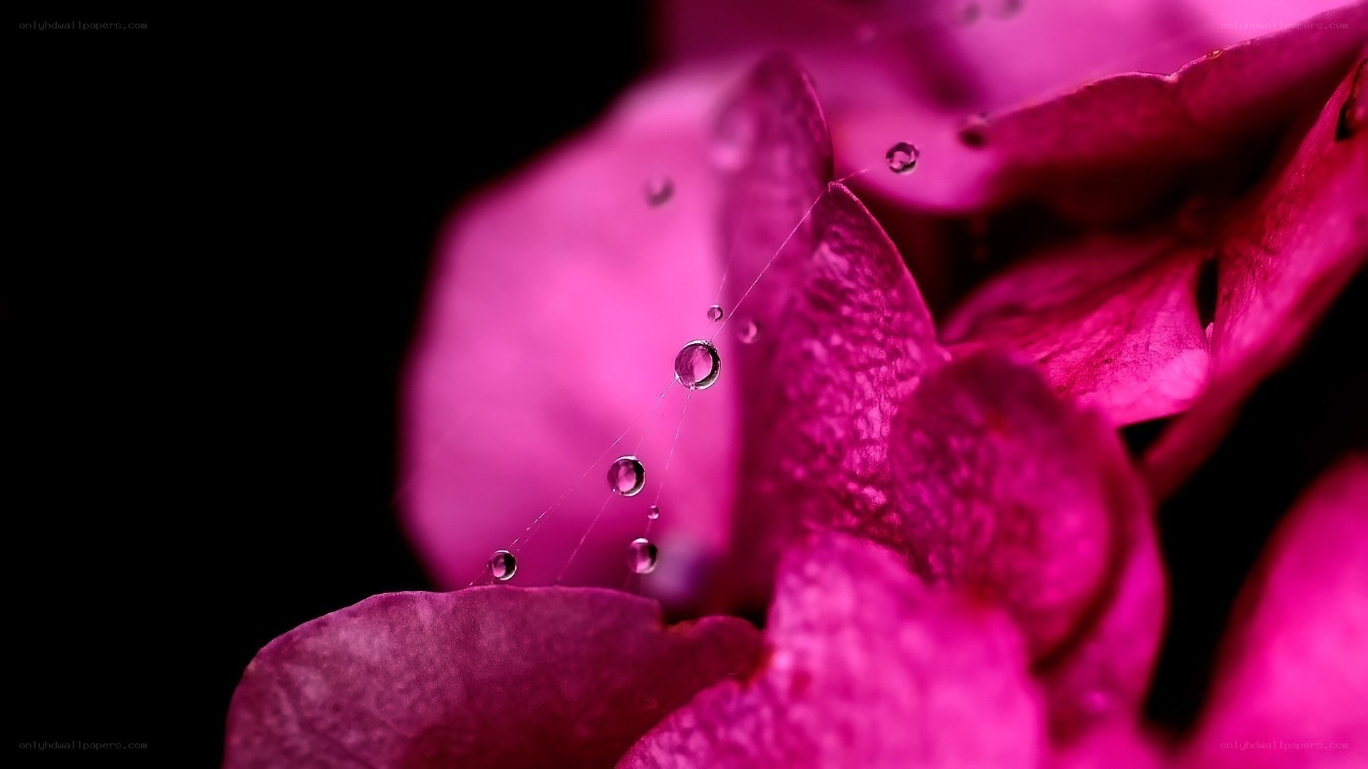 Pink flower with water droplets