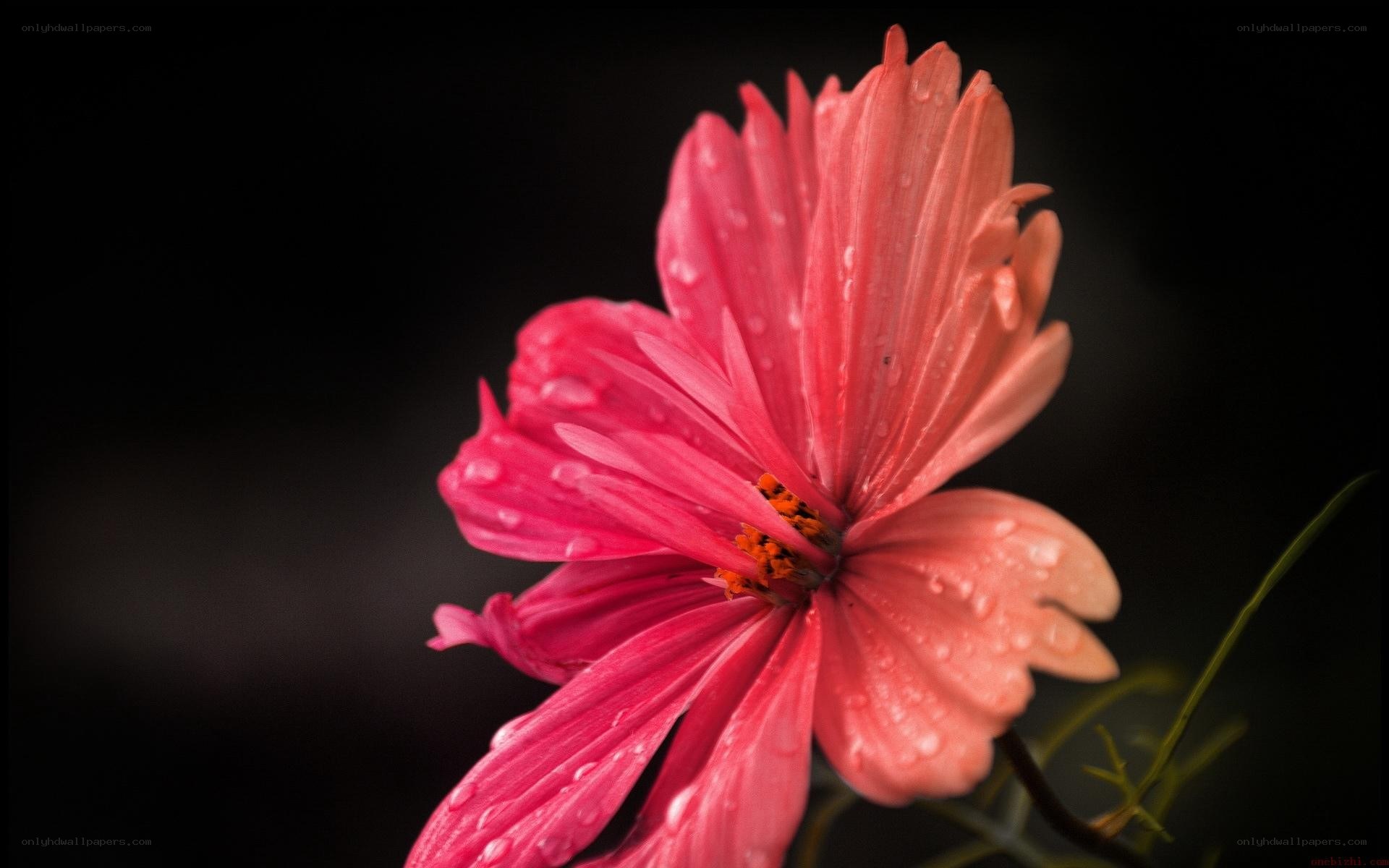 Pink flower with water droplets