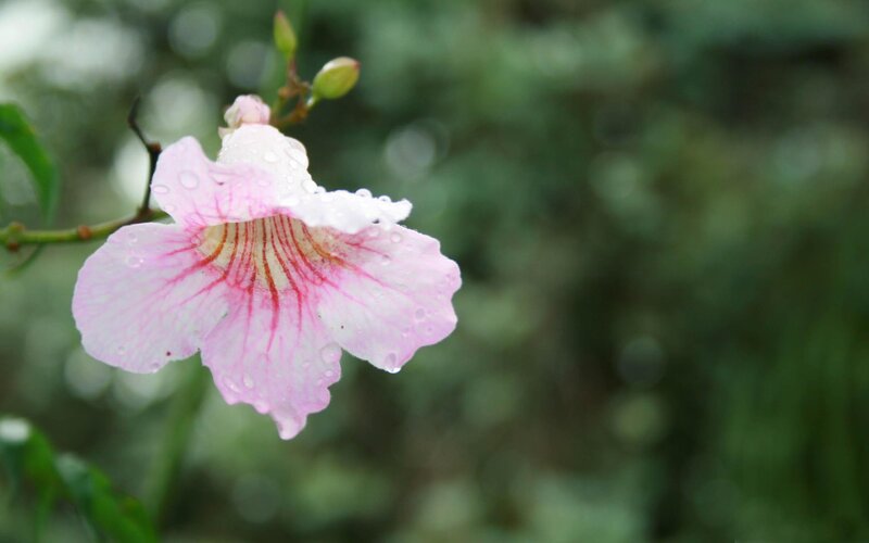 pink flower with water droplets