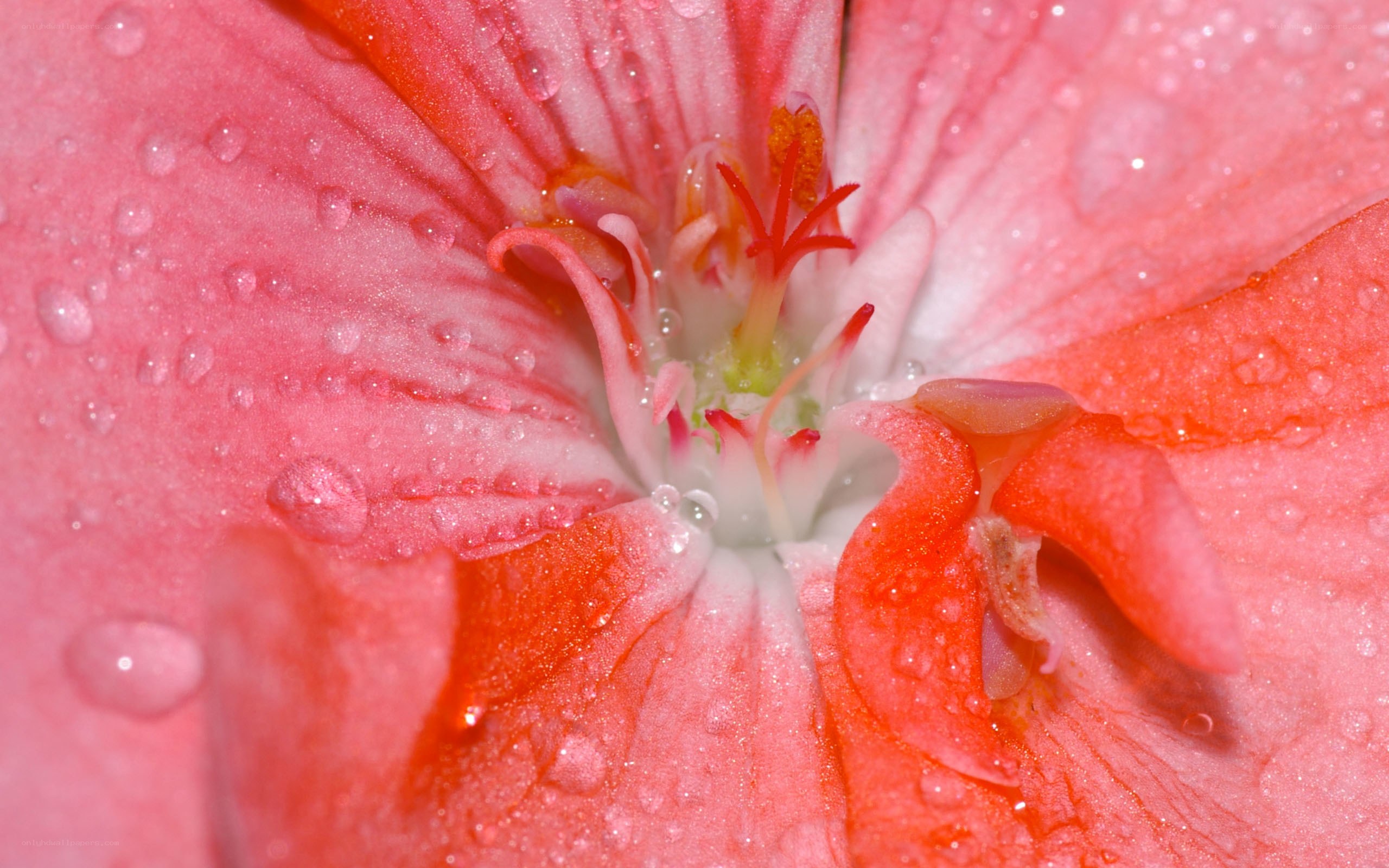Pink flower with water droplets