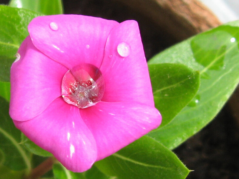 Pink flower with water droplets