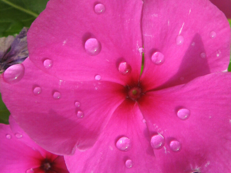 pink flower with water droplets