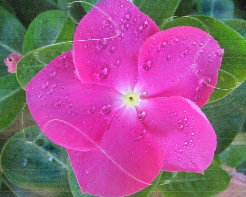 Pink flower with water droplets
