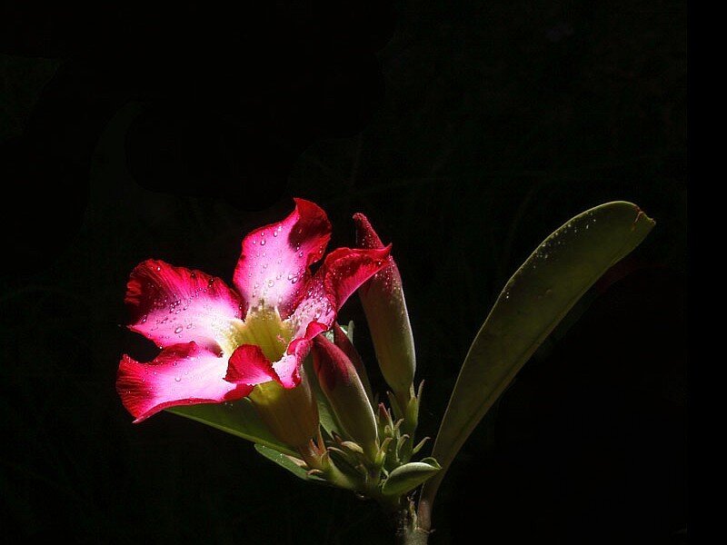 Pink flower with water droplets