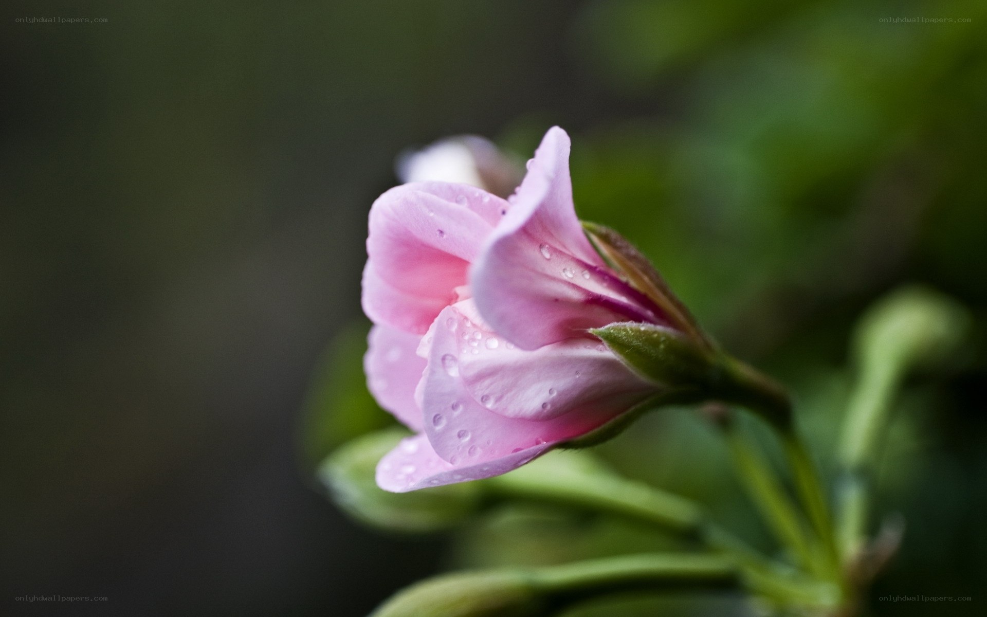 Pink flower with water droplets
