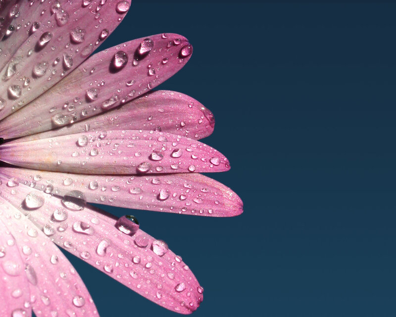 Pink flower with water droplets