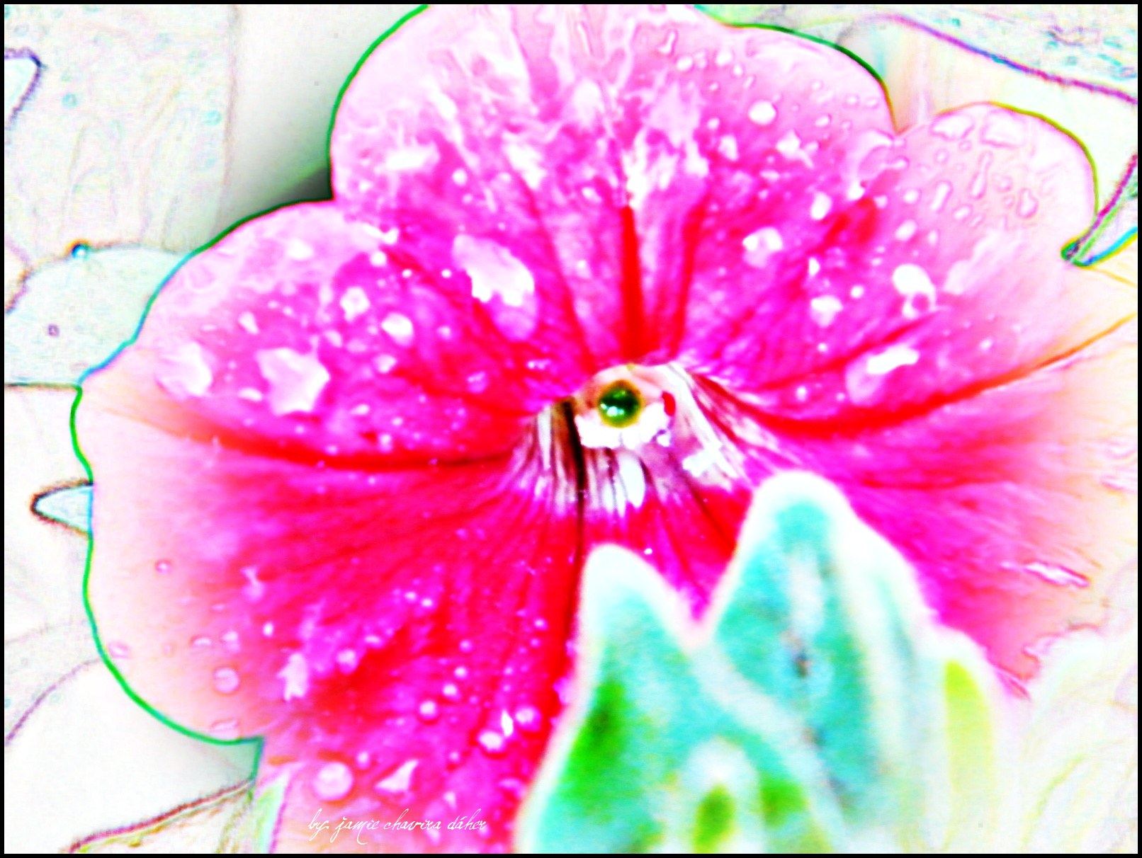 pink flower with water droplets