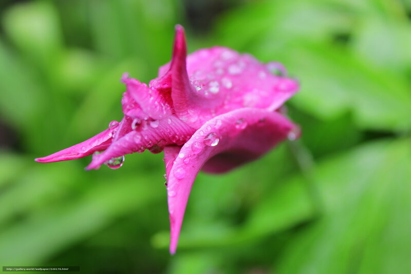 Pink flower with water droplets