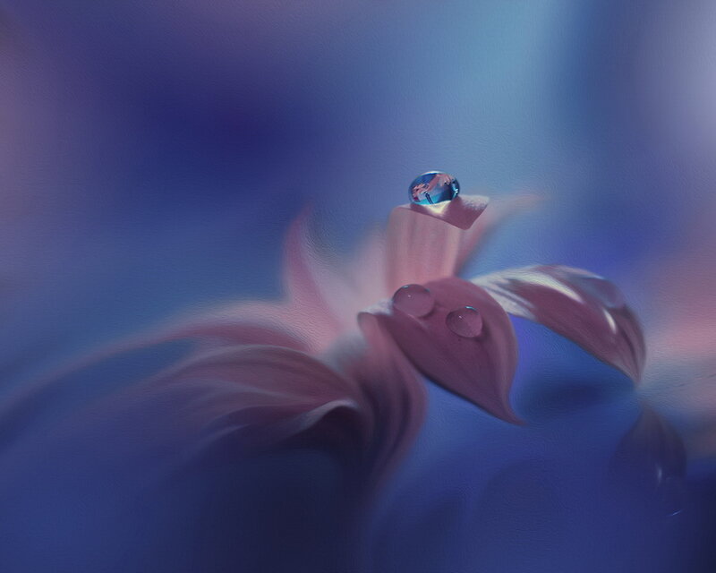 Pink Flower with Water Droplets — Blue