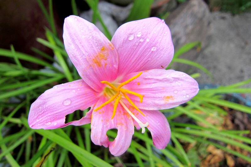 Pink Flower with Water Droplets — Calm, Morning