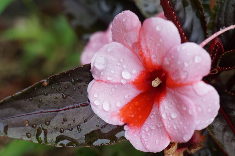 Pink Flower with Water Droplets — Calm, Photograph
