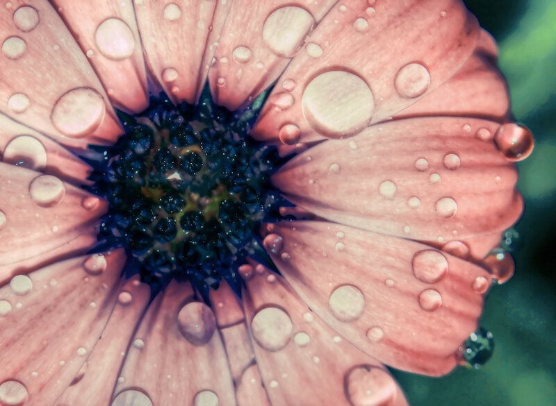Pink Flower with Water Droplets — Calm