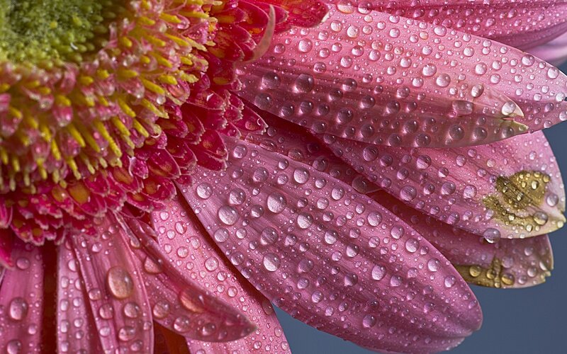 Pink Flower with Water Droplets — Damp