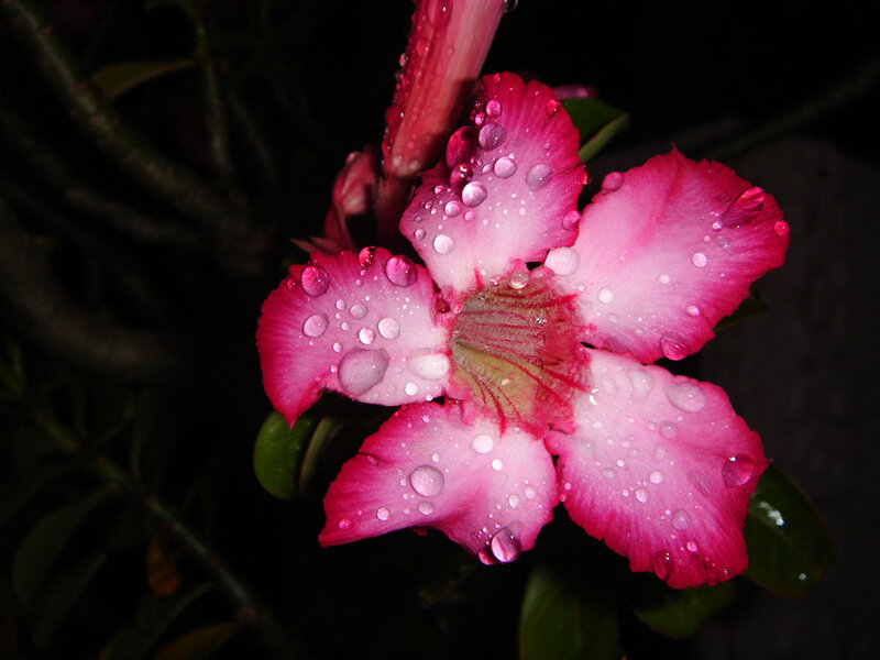 Pink Flower with Water Droplets — Dramatic, Night