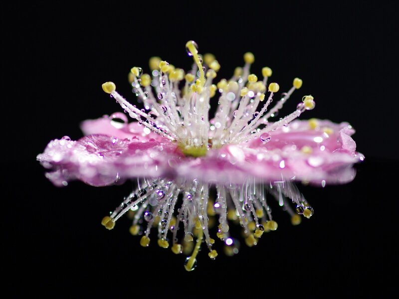 Pink Flower with Water Droplets — Dramatic, Photograph