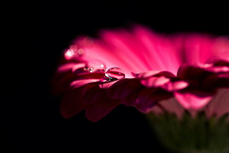 Pink Flower with Water Droplets — Dramatic, Photograph, Water Droplets