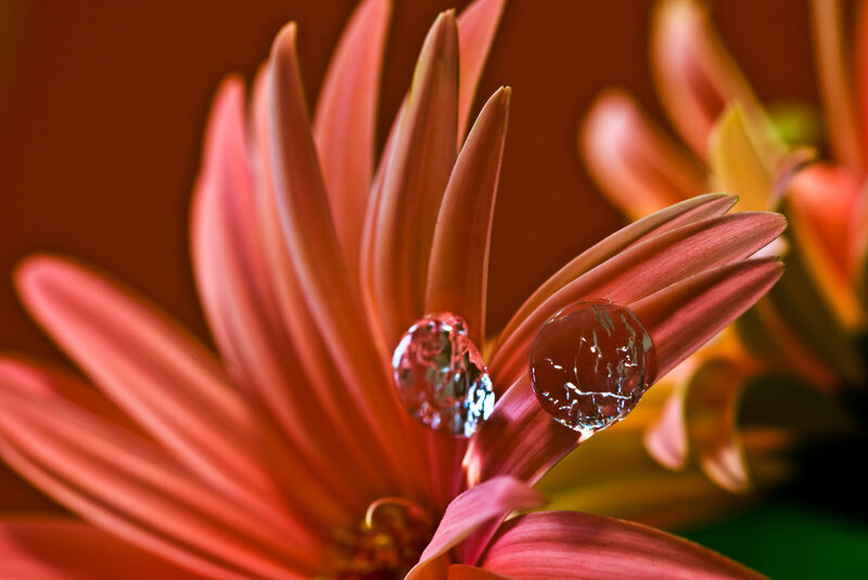 Pink Flower with Water Droplets — Dramatic