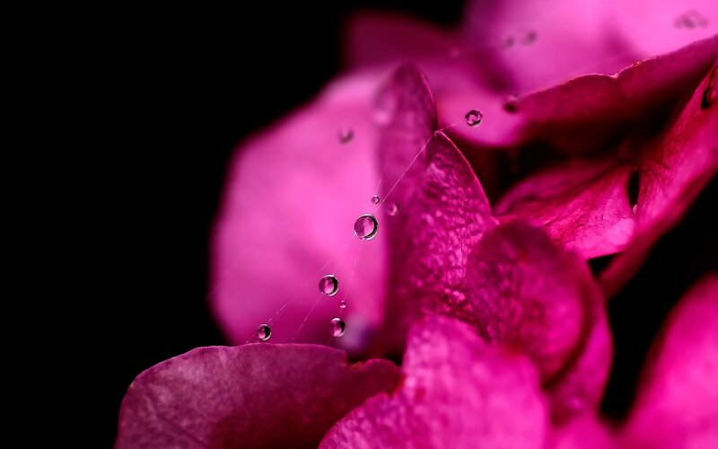 Pink Flower with Water Droplets — Magenta, Dramatic