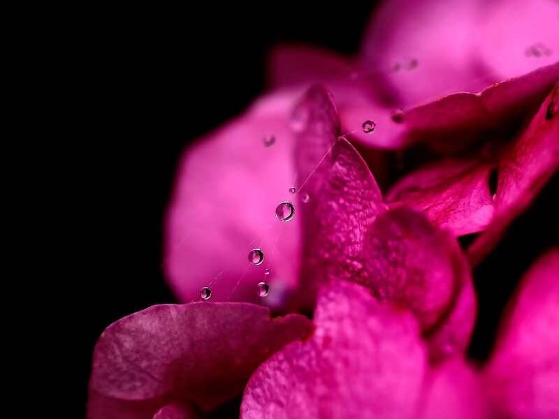 Pink Flower with Water Droplets — Magenta