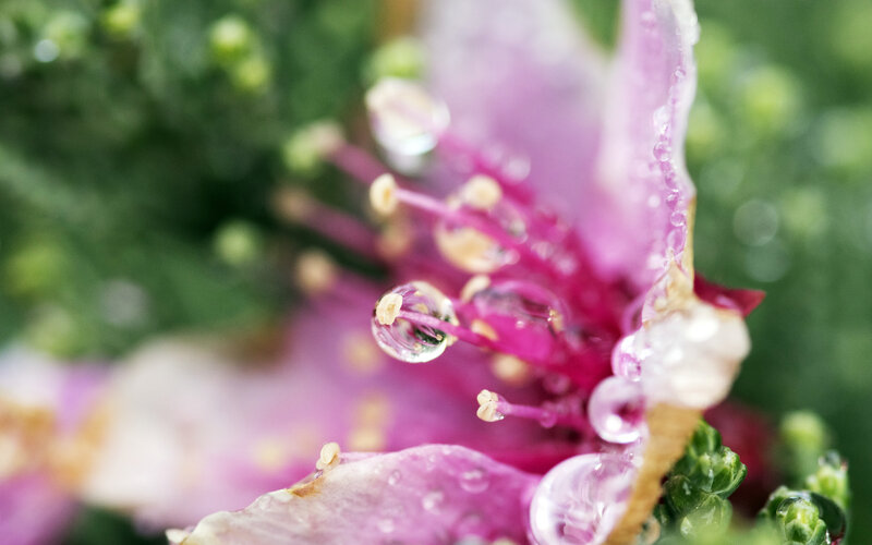 Pink Flower with Water Droplets — Purple, Serene