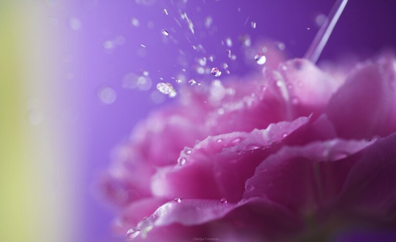 Pink Flower with Water Droplets — Purple