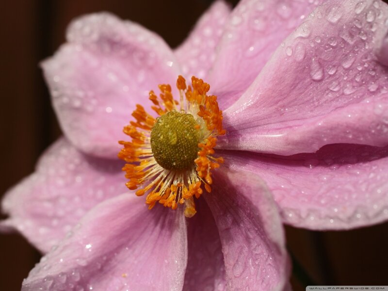 Pink Flower with Water Droplets — Serene, Morning, Photograph