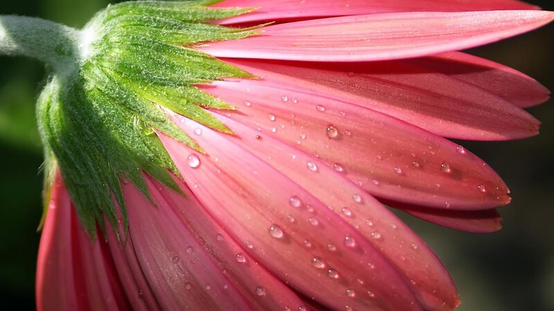Pink Flower with Water Droplets — Serene, Morning