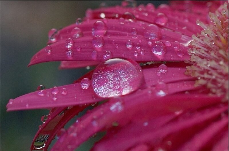 Pink Flower with Water Droplets — Serene, Photograph, Petals
