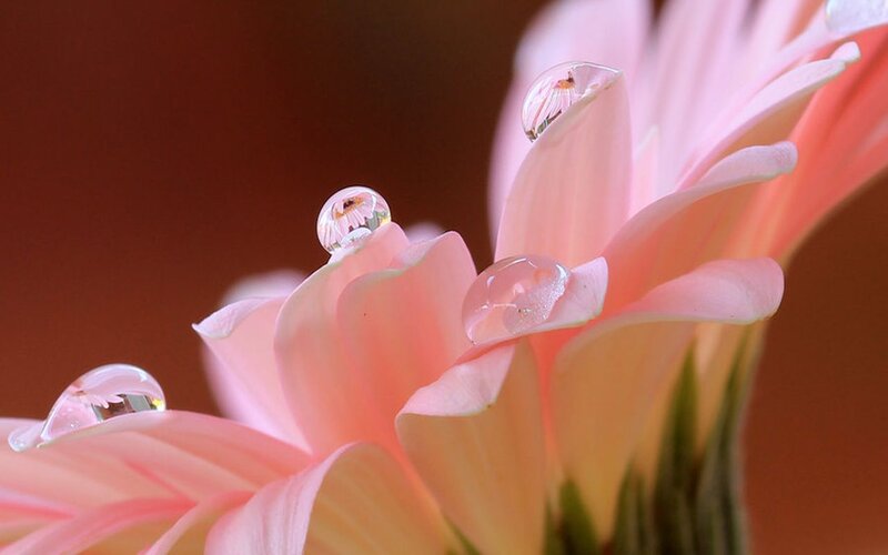 Pink Flower with Water Droplets — Serene, Photograph, Water Droplets, Petals, Green Stem