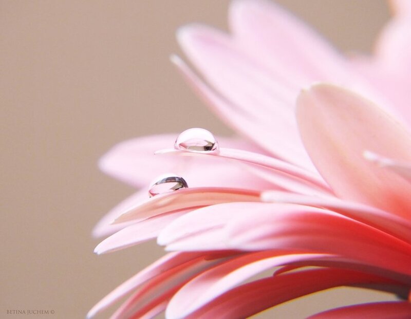 Pink Flower with Water Droplets — Serene, Photograph, Water Droplets