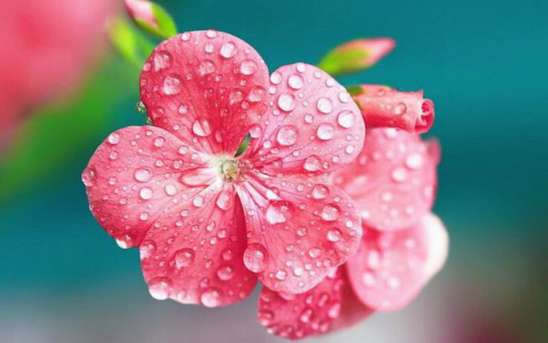 Pink Flower with Water Droplets — Serene, Spring, Photograph