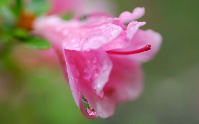 Pink Flower with Water Droplets — Serene, Spring