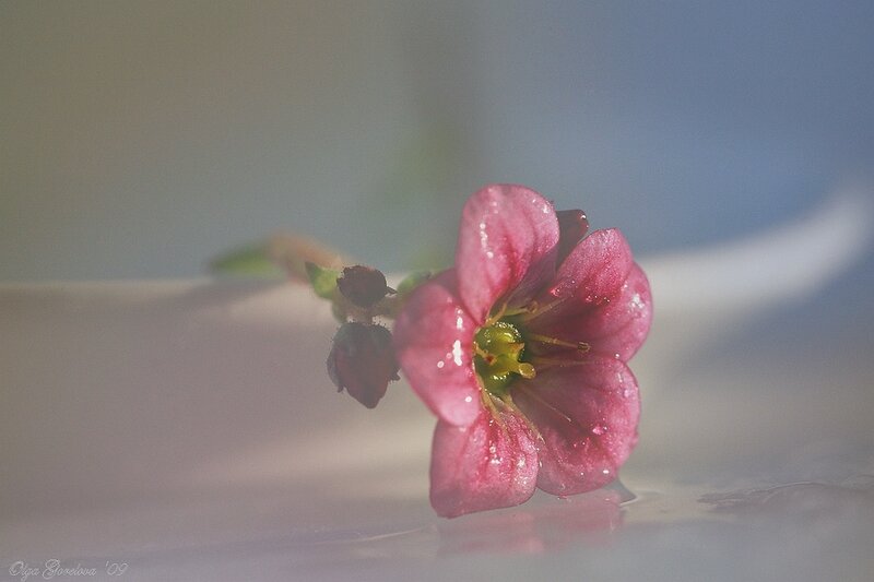 Pink Flower with Water Droplets — Serene