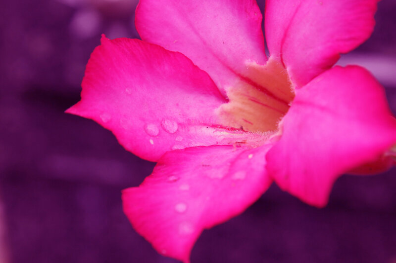 Pink Flower with Water Droplets — Vibrant, Photograph