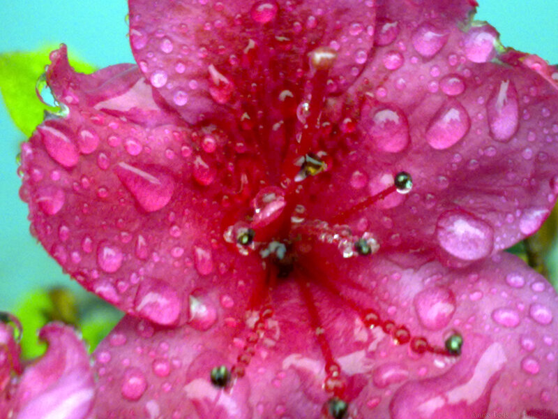 Pink Flower with Water Droplets — Vibrant