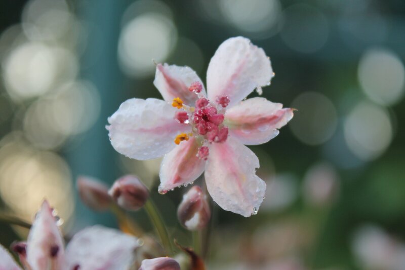 Pink Flower with Water Droplets — White