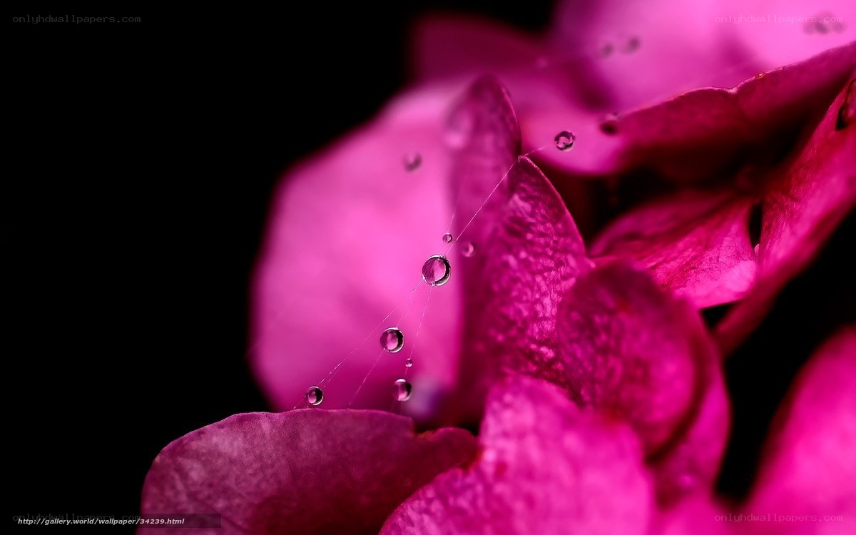 Pink flower with water droplets