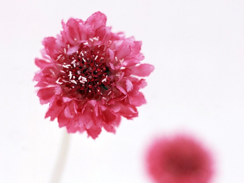 Pink flower with white background