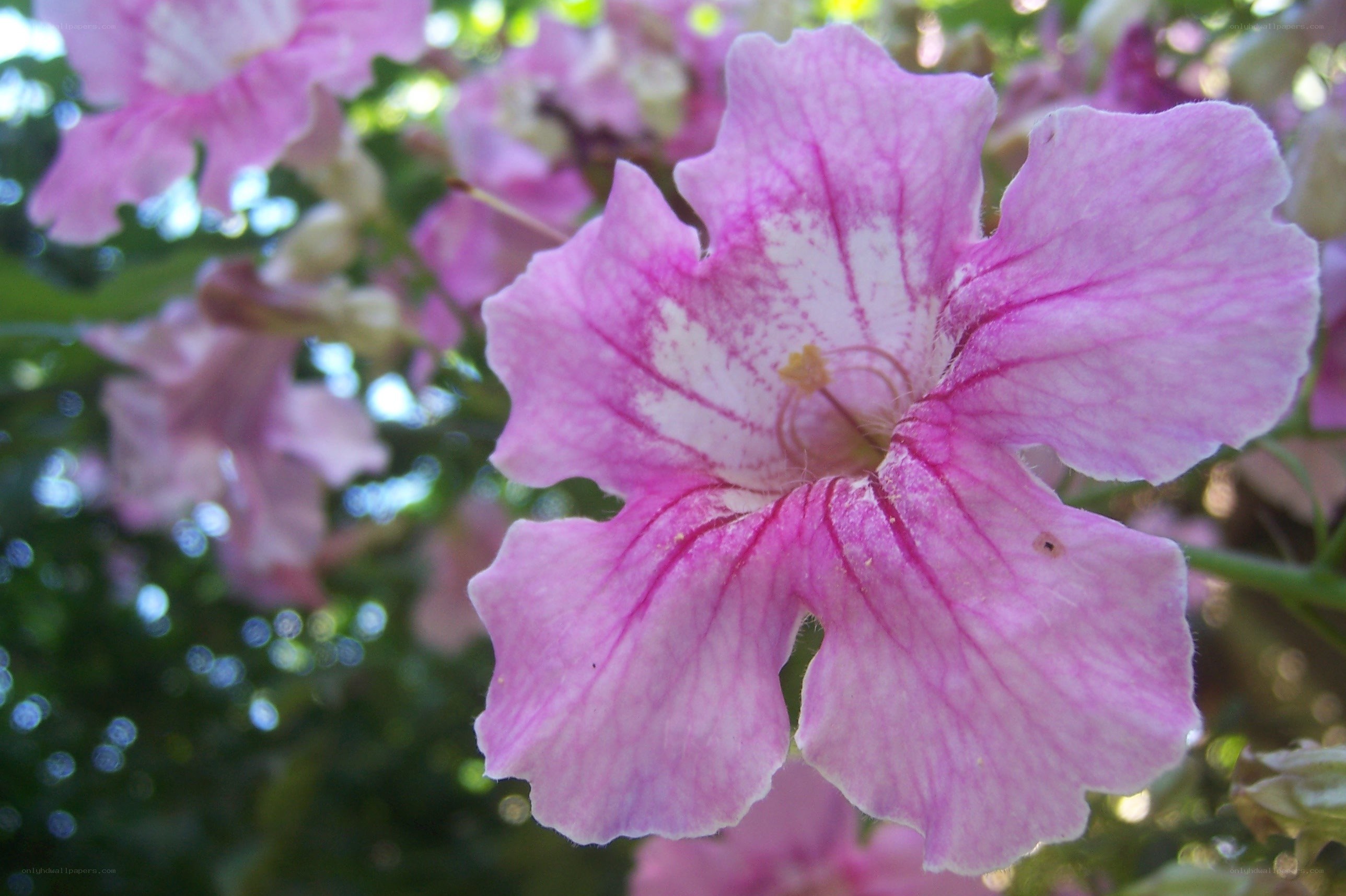 pink flower with white center