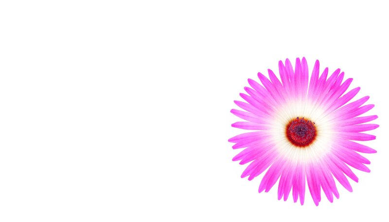 Pink Flower with White Center — Calm