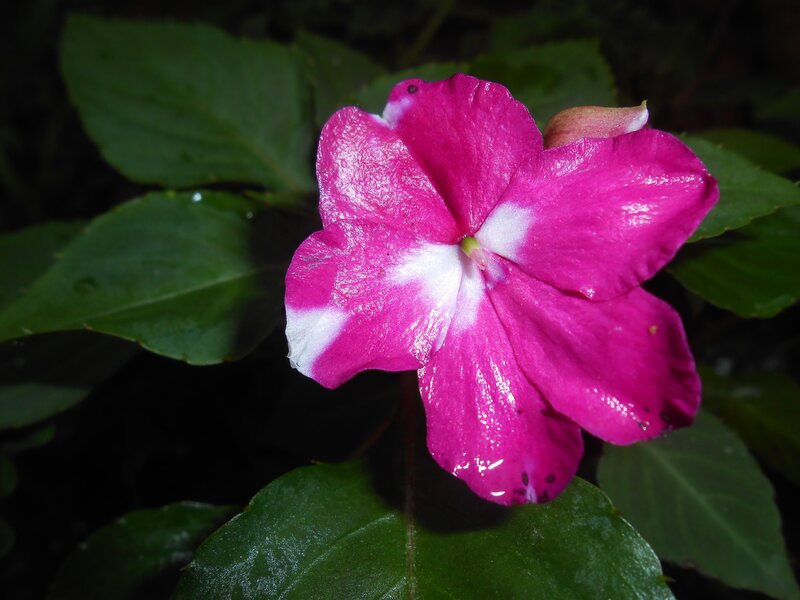 Pink Flower with White Center — Magenta